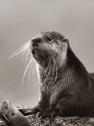 Picture of RIVER OTTER WITH FISH SEPIA