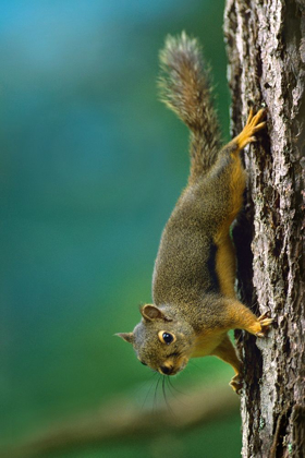 Picture of RED SQUIRREL ON TRUNK