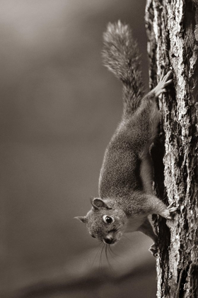 Picture of RED SQUIRREL ON TRUNK SEPIA