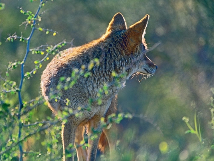 Picture of COYOTE SCOUTING