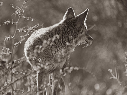 Picture of COYOTE SCOUTING SEPIA