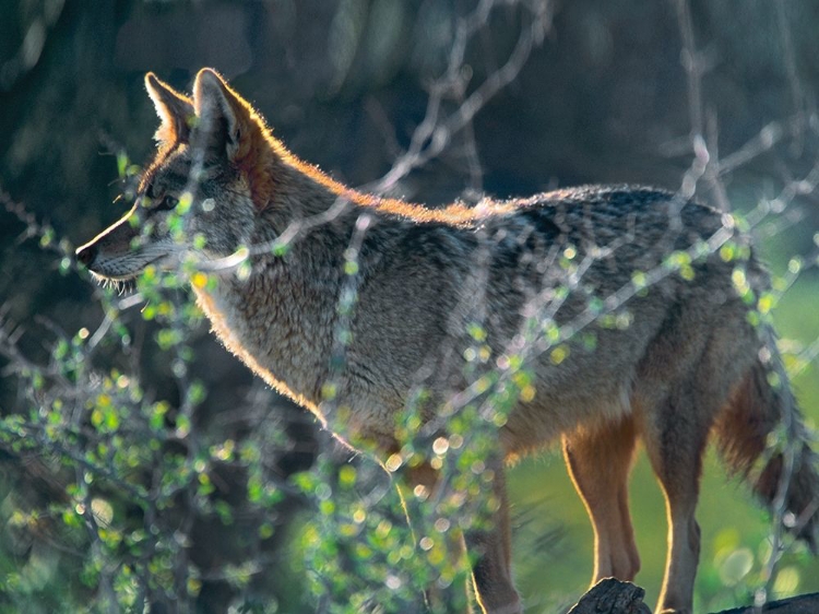 Picture of COYOTE HUNTING