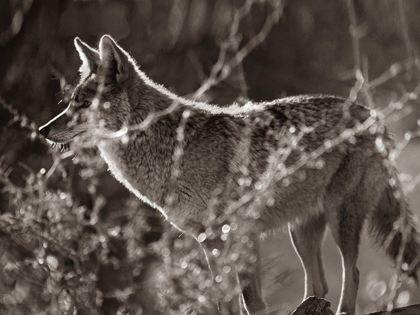 Picture of COYOTE HUNTING SEPIA