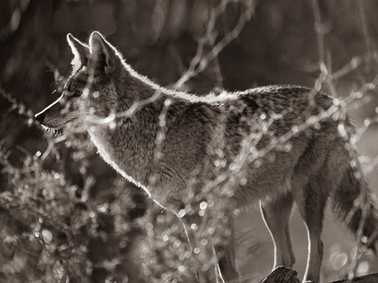 Picture of COYOTE HUNTING SEPIA