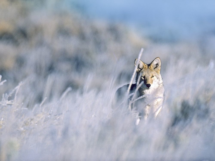 Picture of COYOTE