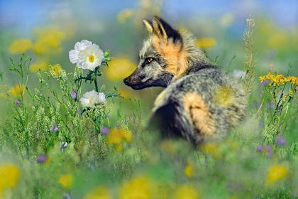 Picture of RED FOX IN WILDFLOWERS