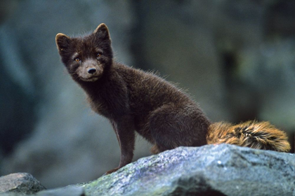 Picture of ARCTIC FOX ON ROCK