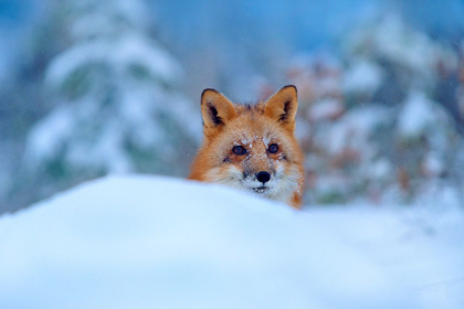Picture of RED FOX IN SNOW