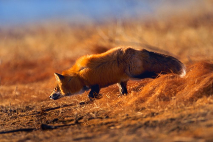 Picture of RED FOX STALKING