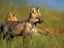 Picture of RED FOX PUP