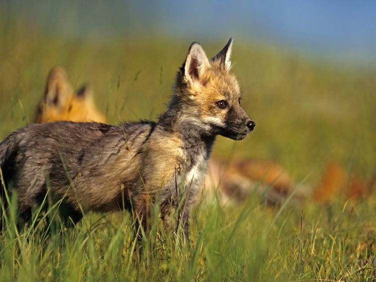 Picture of RED FOX PUP