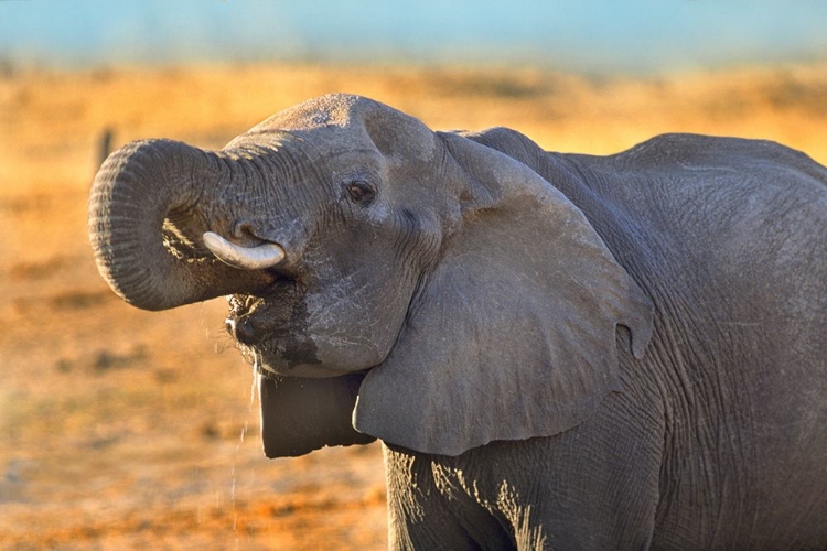 Picture of AFRICAN ELEPHANT DRINKING-ZIMBABWE