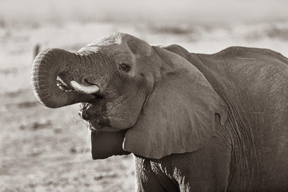 Picture of AFRICAN ELEPHANT DRINKING-ZIMBABWE SEPIA