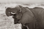 Picture of AFRICAN ELEPHANT DRINKING-ZIMBABWE SEPIA