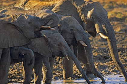 Picture of AFRICAN ELEPHANTS AT A WATERHOLE-ZIMBABWE