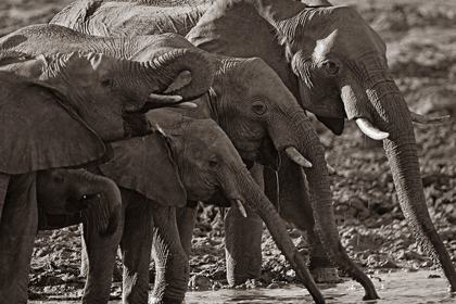 Picture of AFRICAN ELEPHANTS AT A WATERHOLE-ZIMBABWE SEPIA