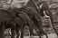 Picture of AFRICAN ELEPHANTS AT A WATERHOLE-ZIMBABWE SEPIA