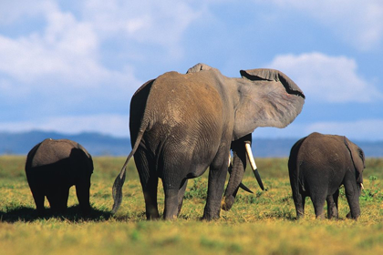 Picture of AFRICAN ELEPHANTS-AMBOSELI NATIONAL PARK-KENYA