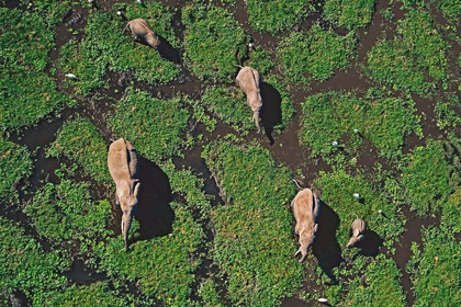 Picture of AFRICAN ELEPHANTS IN MARSH-AMBOSELI NATIONAL PARK-KENYA