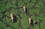 Picture of AFRICAN ELEPHANTS IN MARSH-AMBOSELI NATIONAL PARK-KENYA