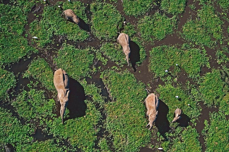 Picture of AFRICAN ELEPHANTS IN MARSH-AMBOSELI NATIONAL PARK-KENYA