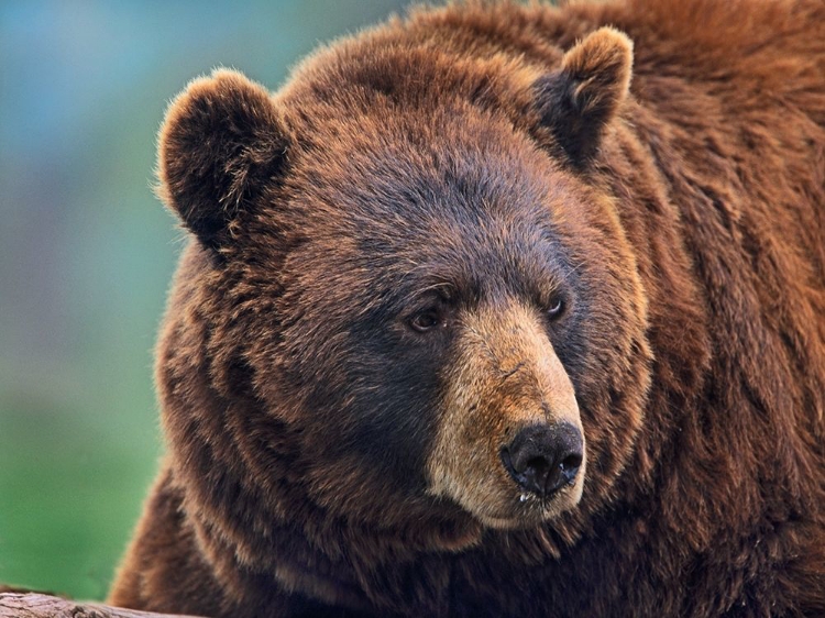 Picture of CINNAMON BLACK BEAR