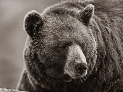 Picture of CINNAMON BLACK BEAR SEPIA