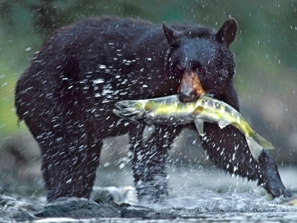 Picture of BLACK BEAR WITH SALMON