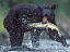 Picture of BLACK BEAR WITH SALMON