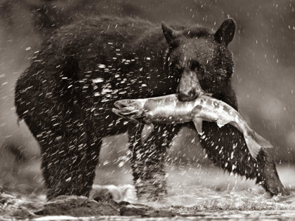 Picture of BLACK BEAR WITH SALMON SEPIA