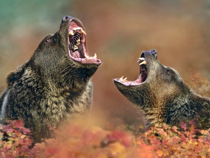Picture of GRIZZLY BEARS