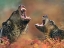 Picture of GRIZZLY BEARS