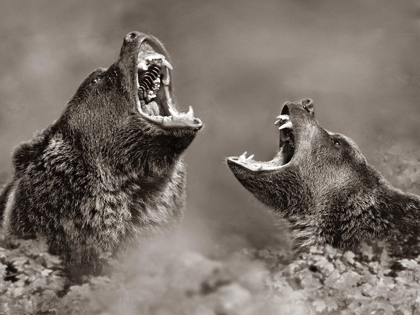 Picture of GRIZZLY BEARS SEPIA