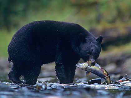 Picture of BLACK BEAR WITH SALMON