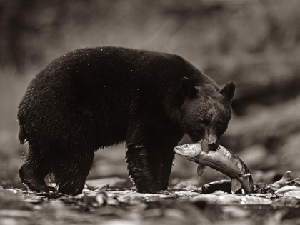 Picture of BLACK BEAR WITH SALMON SEPIA