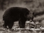 Picture of BLACK BEAR WITH SALMON SEPIA