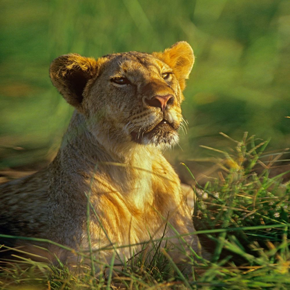 Picture of AFRICAN LIONESS SNIFFING