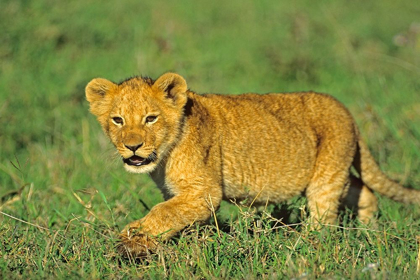 Picture of AFRICAN LION CUB