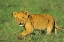 Picture of AFRICAN LION CUB