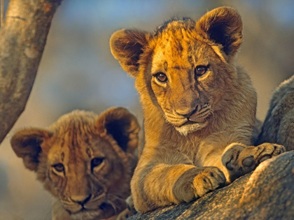 Picture of AFRICAN LION BABIES