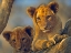 Picture of AFRICAN LION BABIES