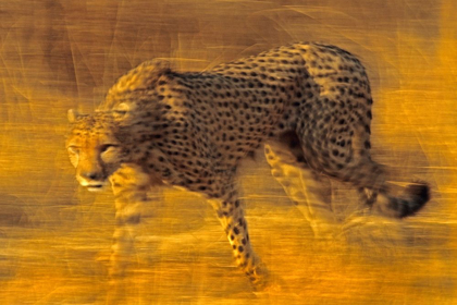 Picture of CHEETAH PROWLING