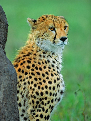 Picture of CHEETAH