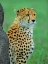 Picture of CHEETAH