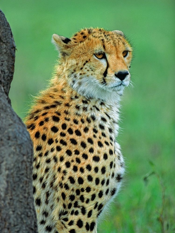 Picture of CHEETAH