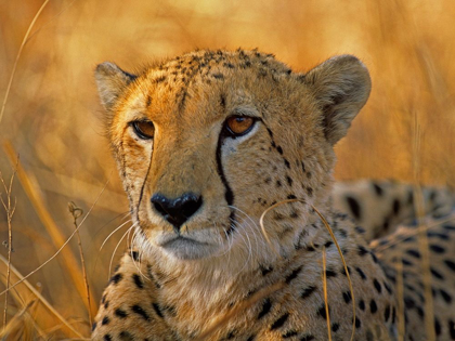 Picture of CHEETAH