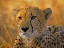 Picture of CHEETAH