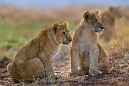 Picture of AFRICAN LION CUBS