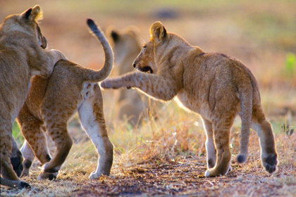 Picture of AFRICAN LION CUBS PLAYING
