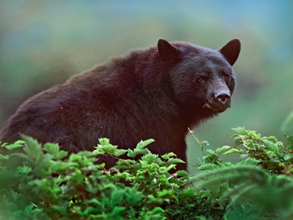 Picture of BLACK BEAR IN HUCKLEBERRY